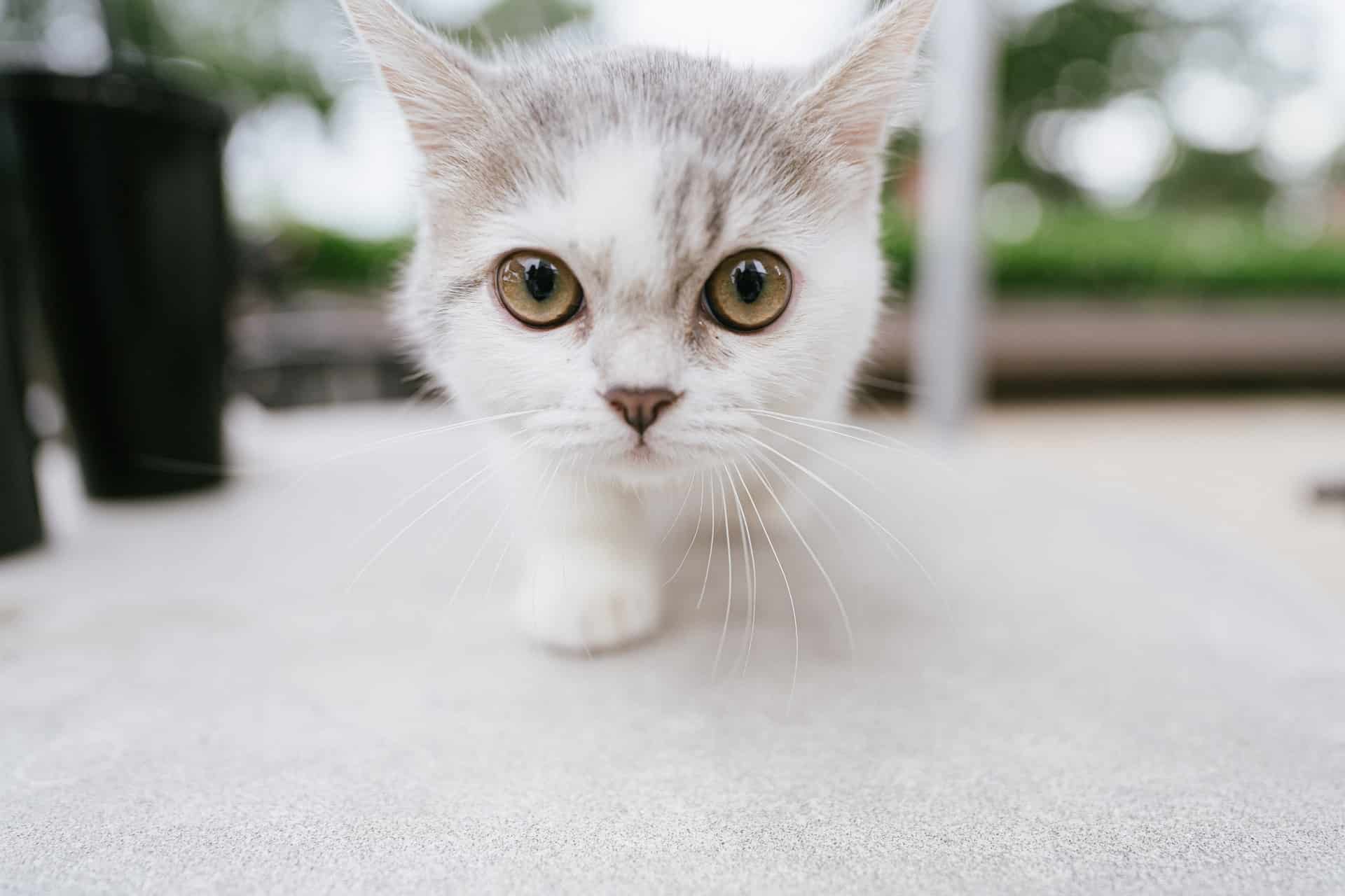 Katzenhaare aus Teppich entfernen