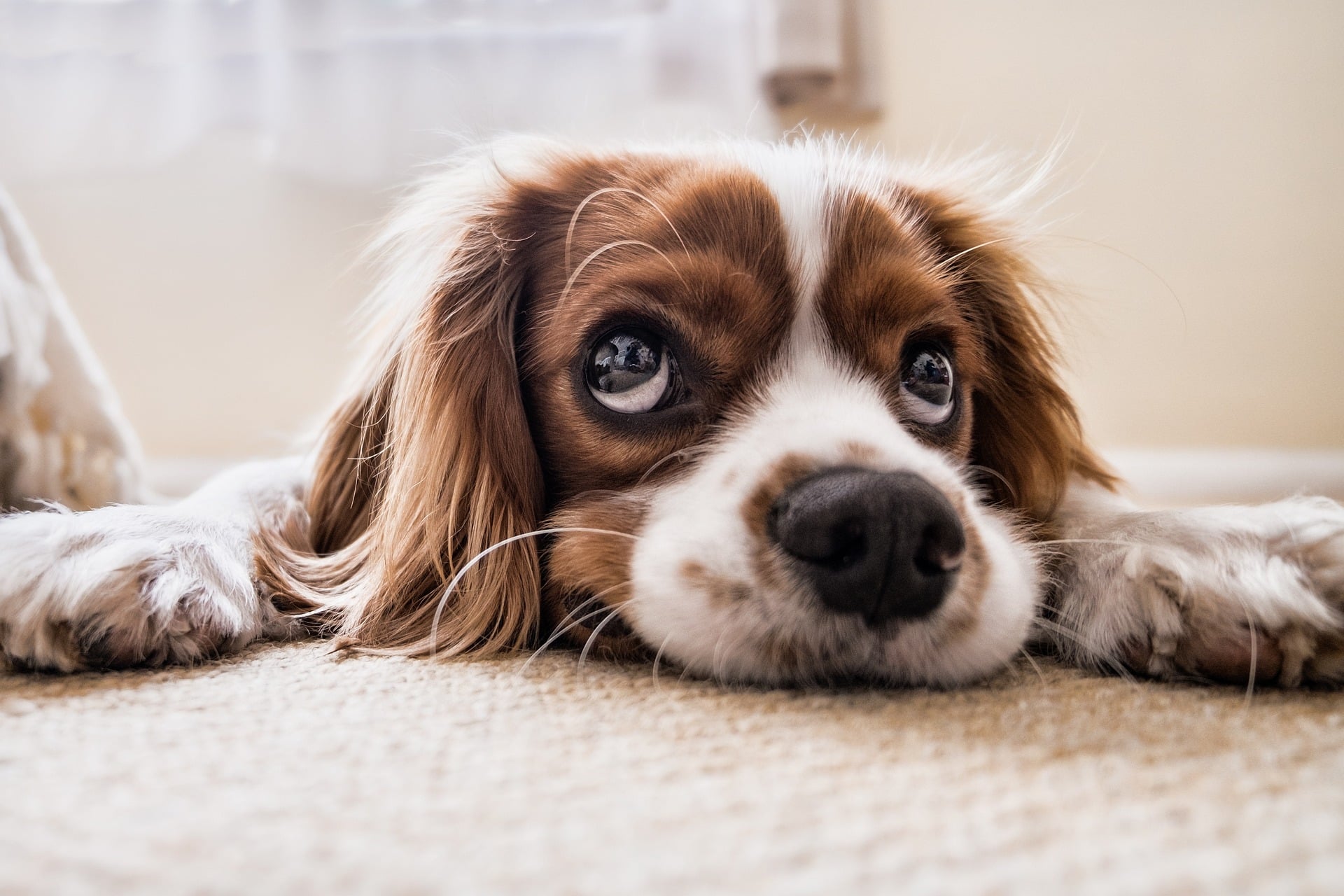 Hundehaare aus Teppich entfernen