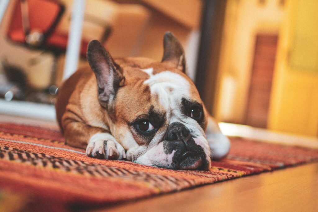 Reinigung von Hundekot und Hundeurin von Teppichen & Fußböden